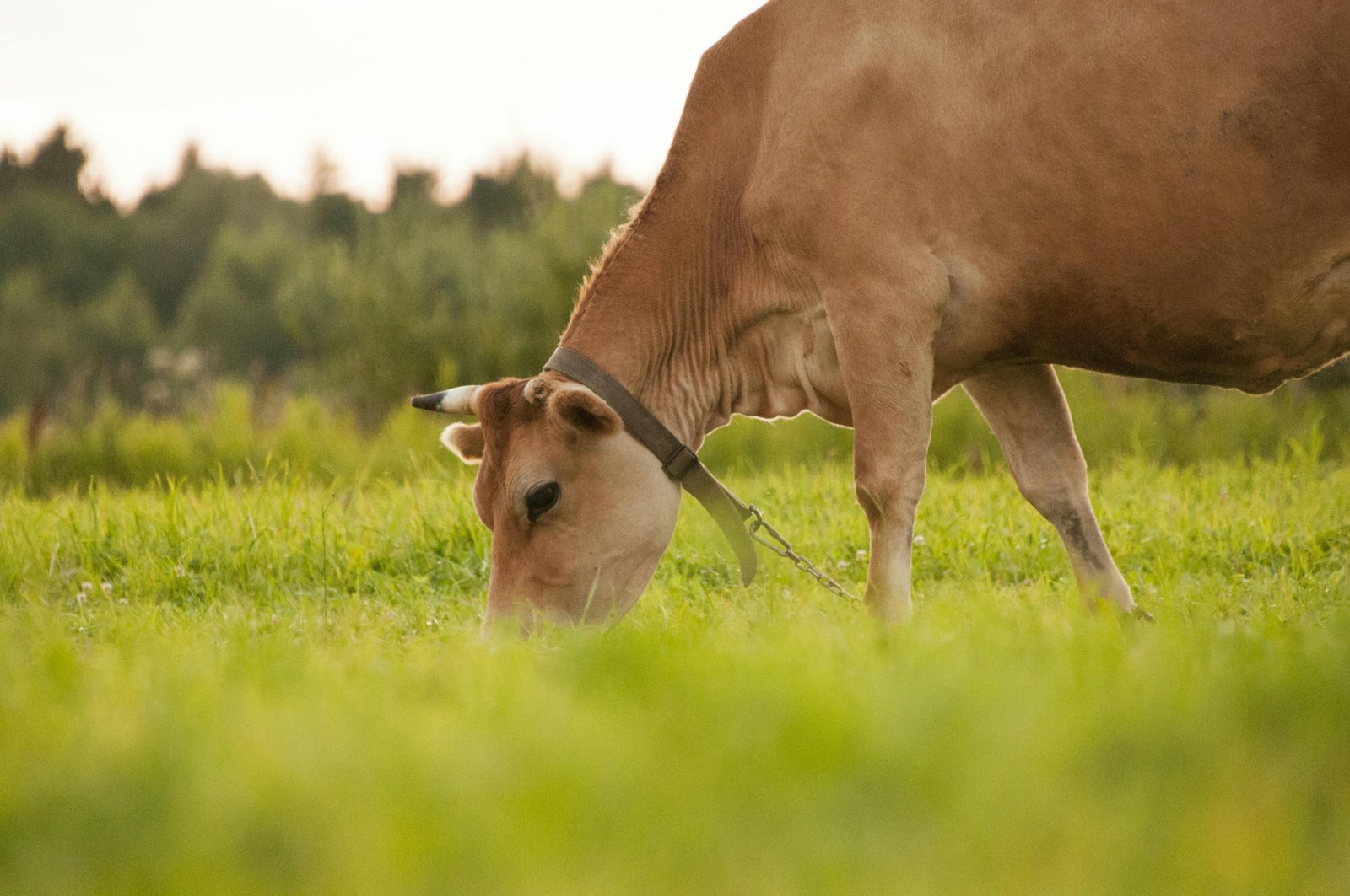 Modern Feed Manufacturing Facility